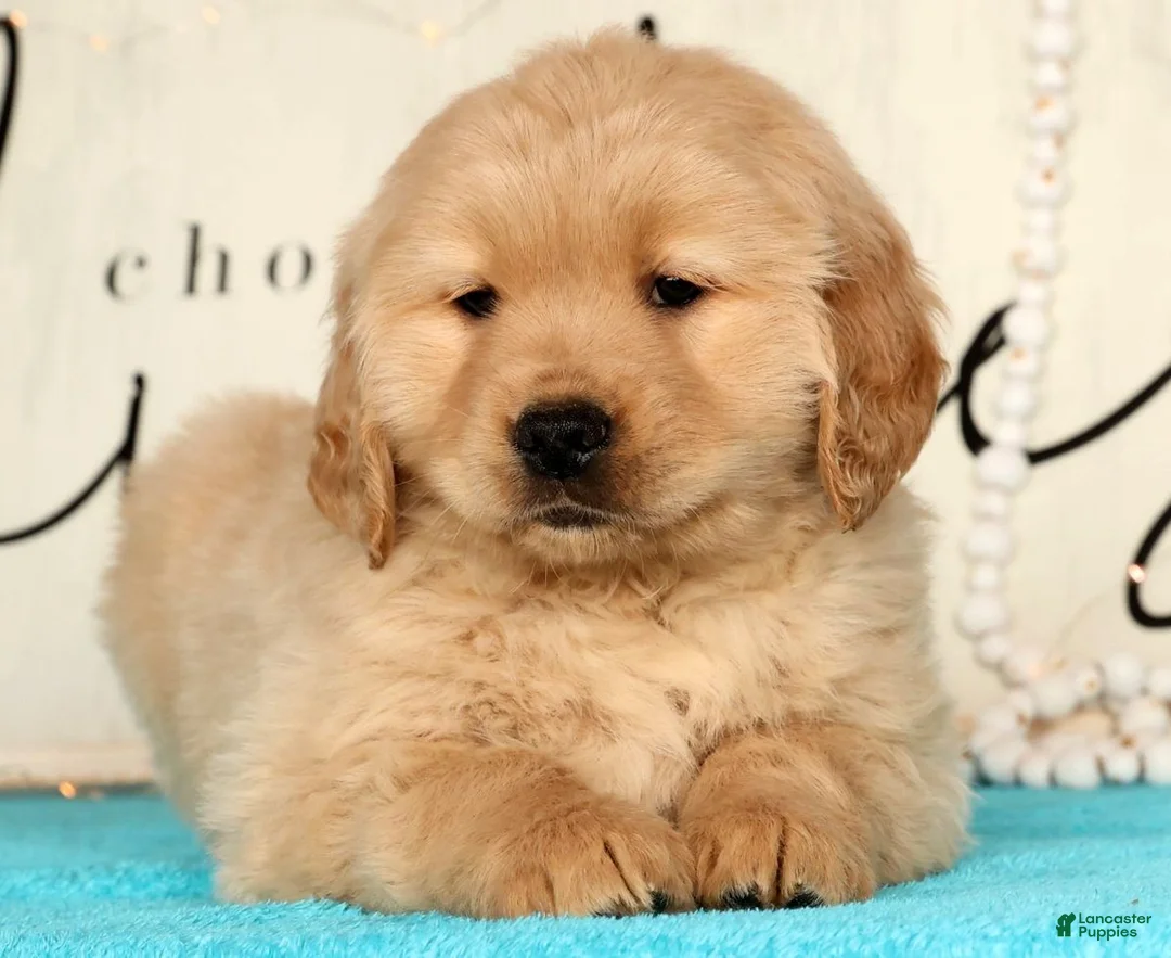 Golden Retriever dogs for sale: Ricky - Ad 8