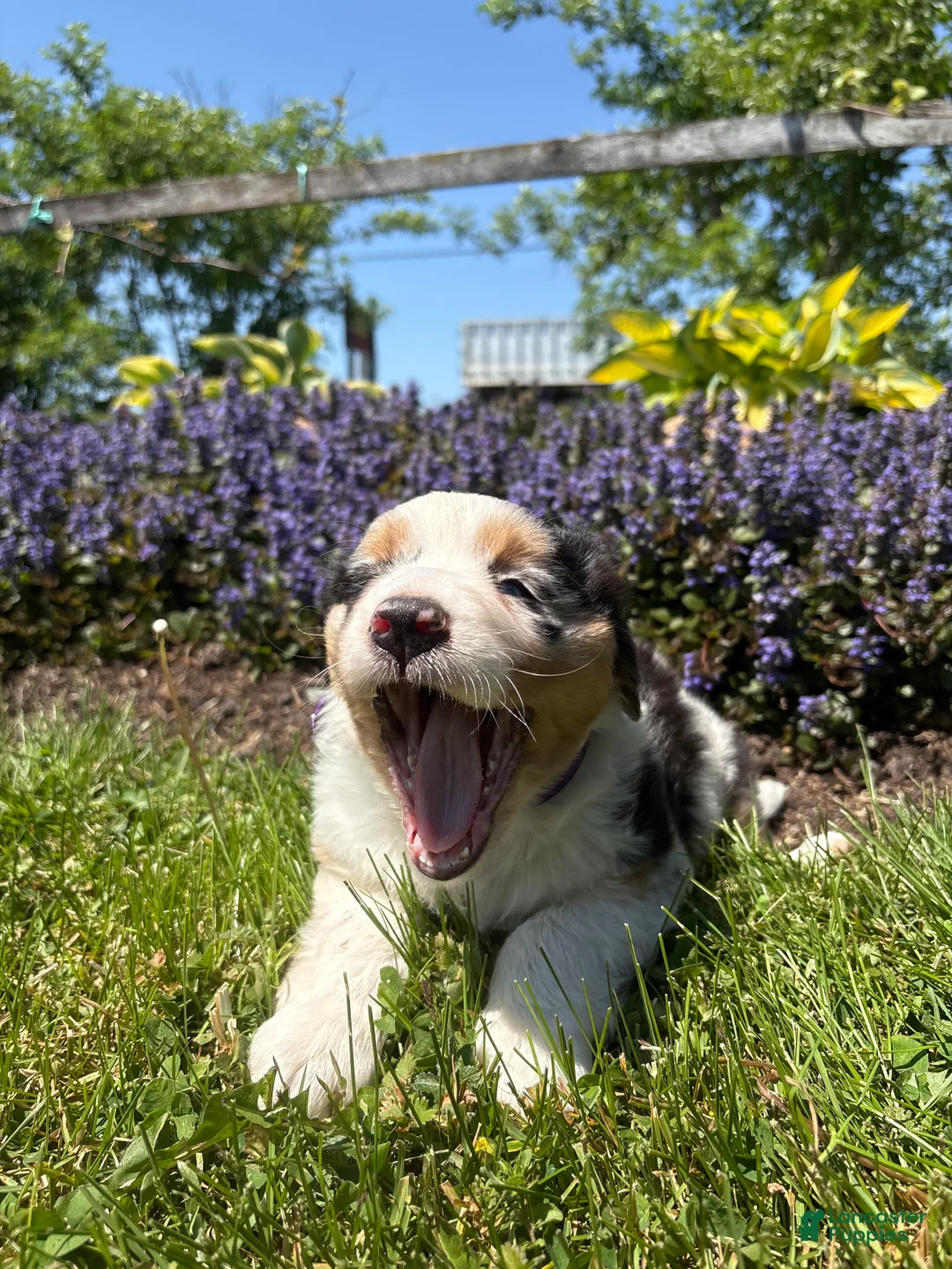 Australian Shepherd dogs for sale: Harper - Ad 2