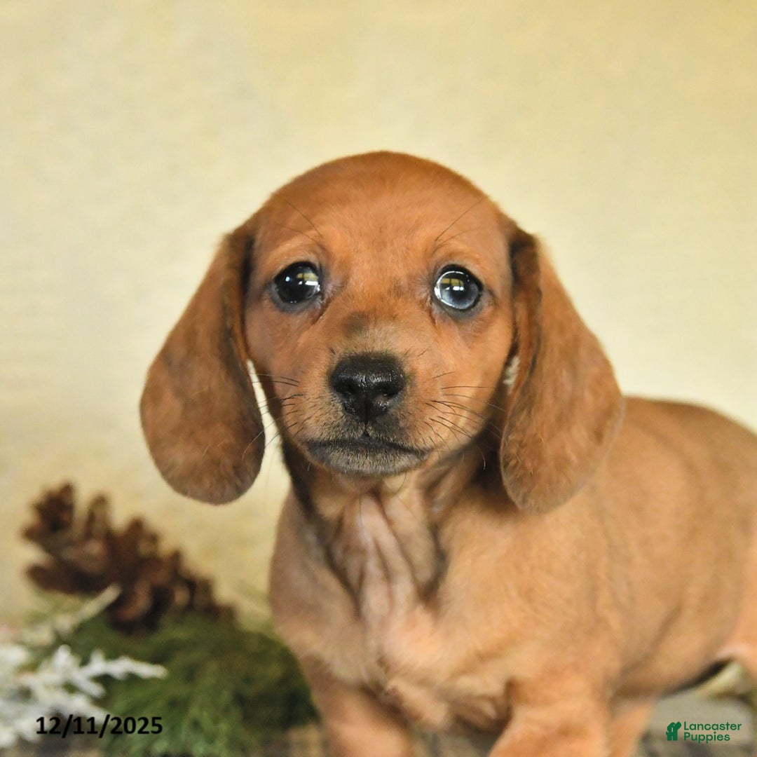 Dachshund dogs for sale: Roxie - Ad 2