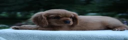 Cavalier King Charles Spaniel dogs for sale: Teddy - Ad 10