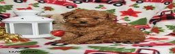 Toy Poodle dogs for sale: Rudolph - Ad 3