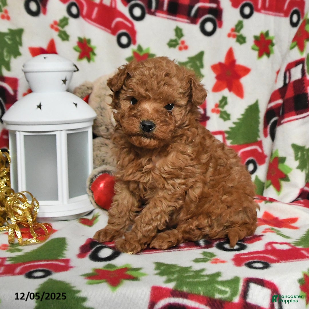 Toy Poodle dogs for sale: Rudolph - Ad 3