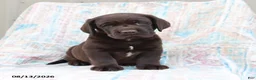 Labrador Retriever dogs for sale: Rascal - Ad 3