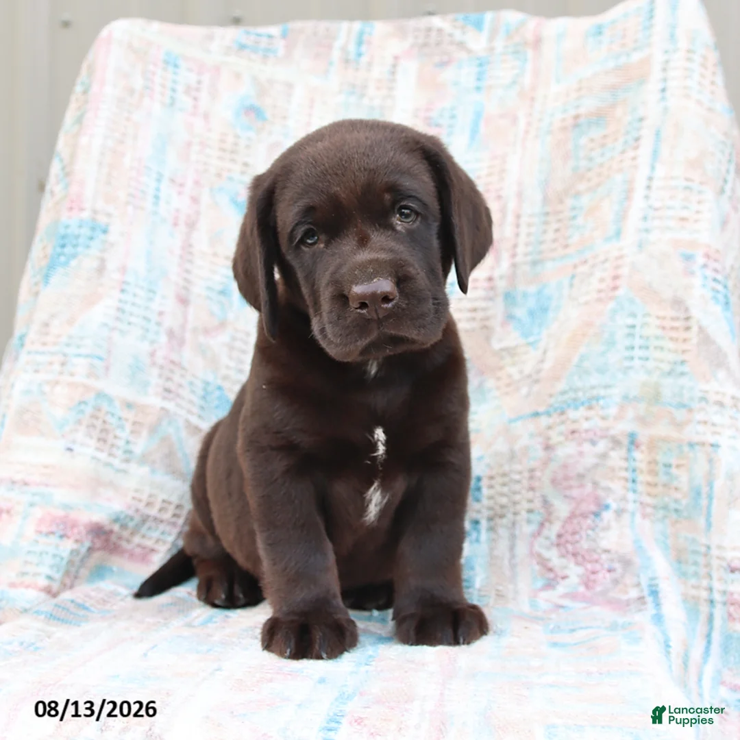 Labrador Retriever dogs for sale: Rascal - Ad 3