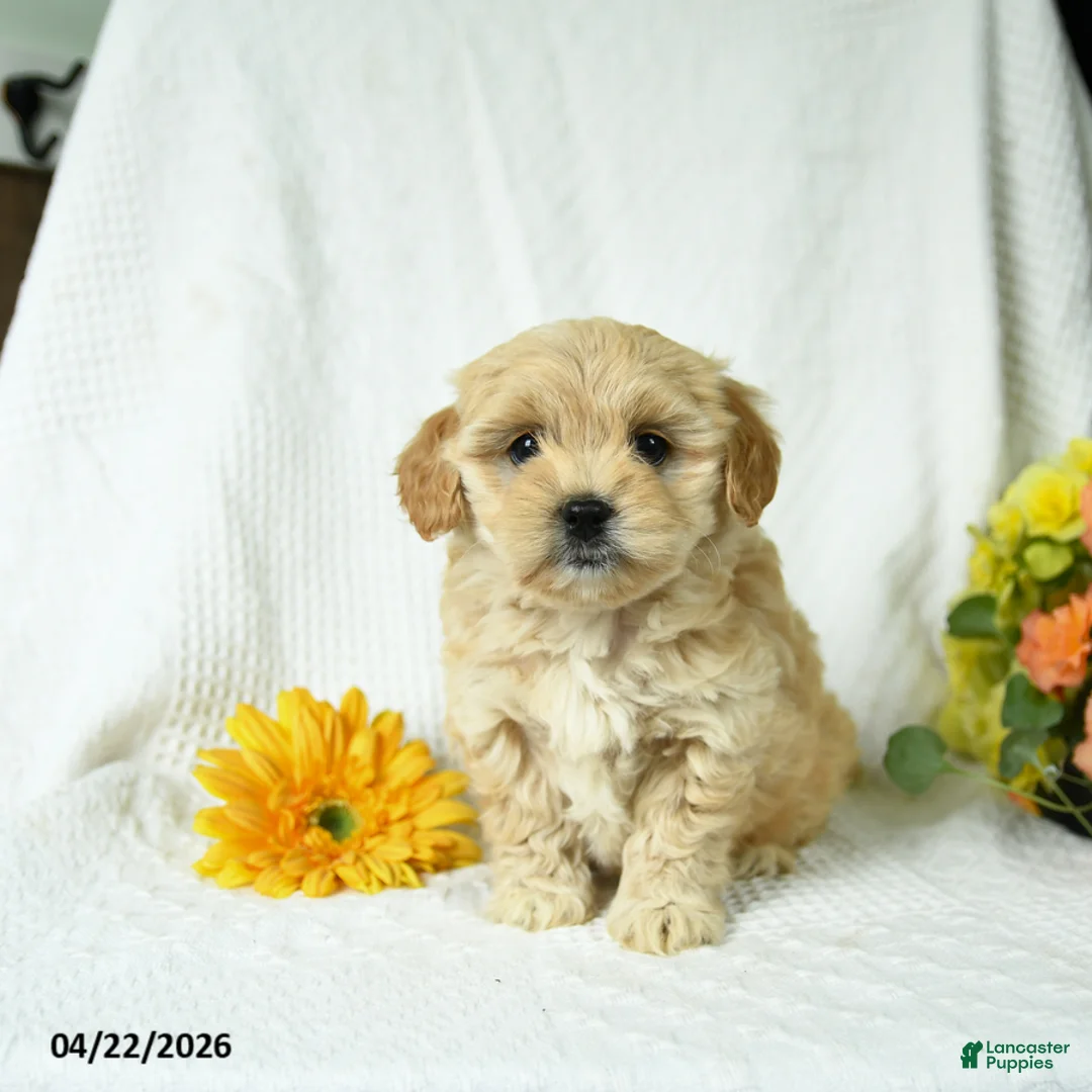 Mixed Breed dogs for sale: Lilly - Ad 6