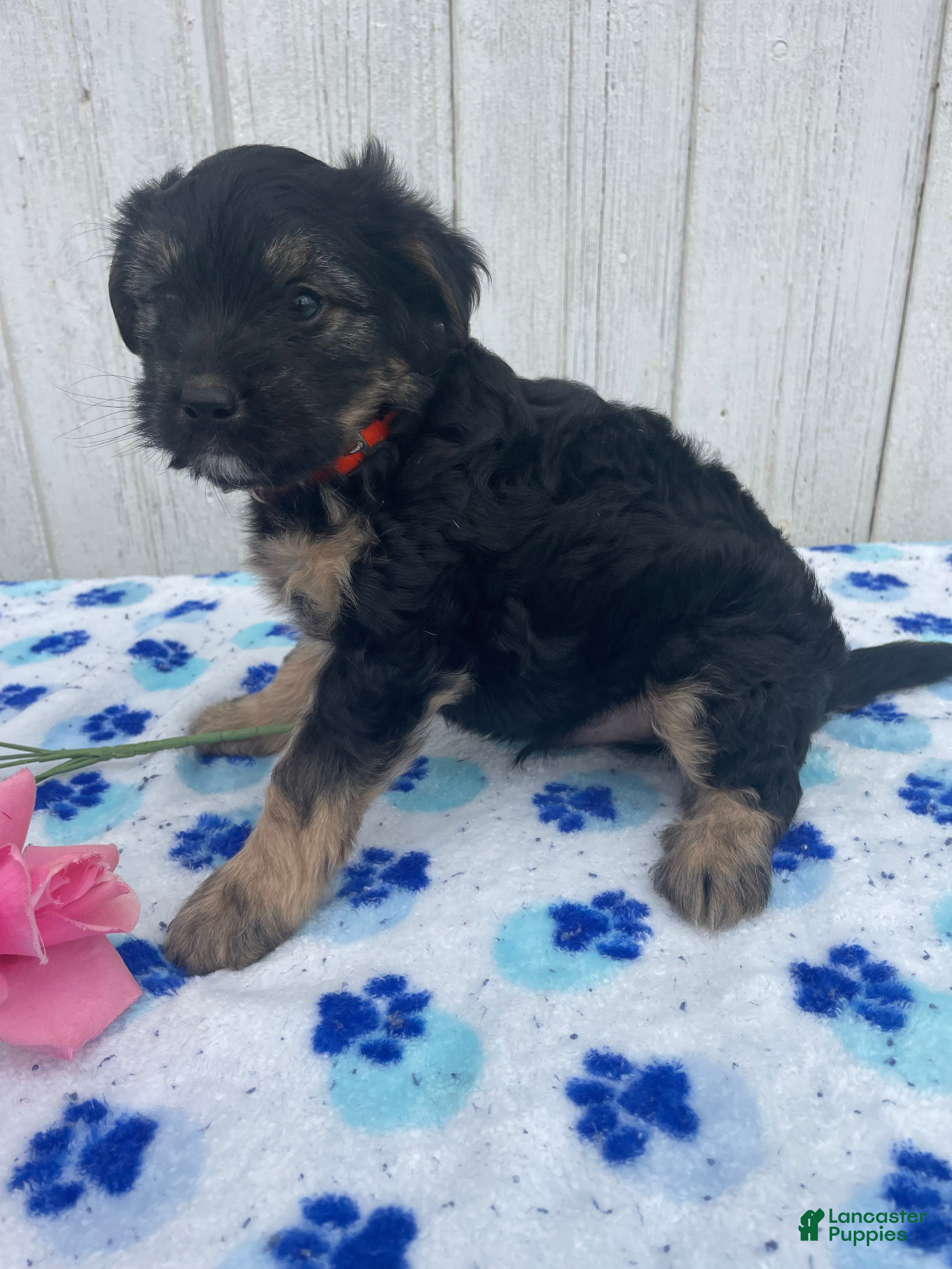 Mixed Breed dogs Dash - Ad 26