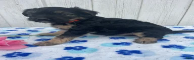 Dash