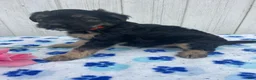 Mixed Breed dogs for sale: Dash - Ad 1