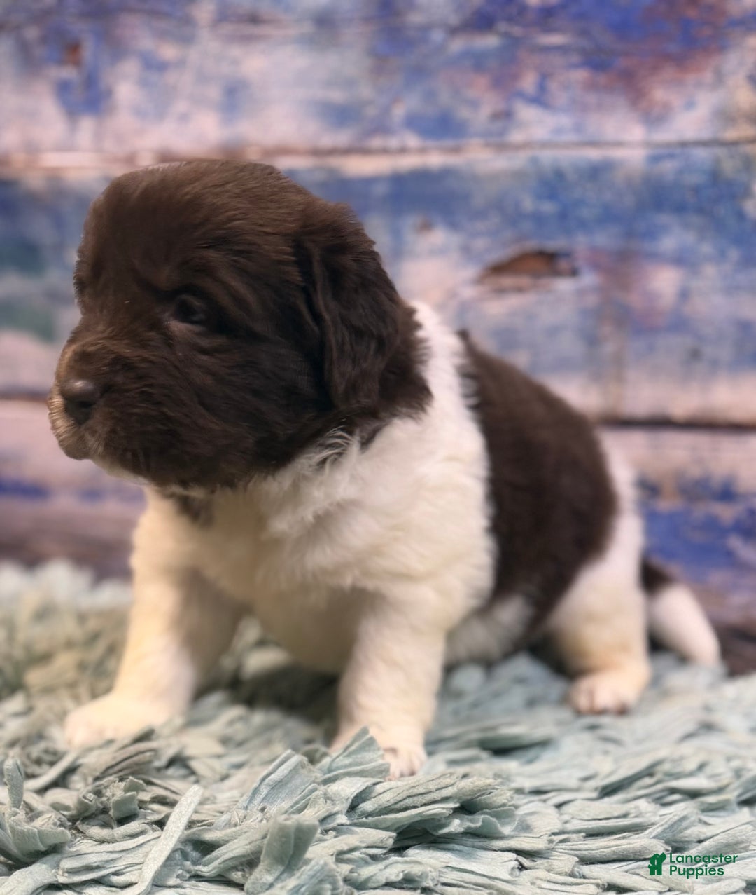 Mixed Breed dogs for sale: Stephanie OFA DNA - Ad 5