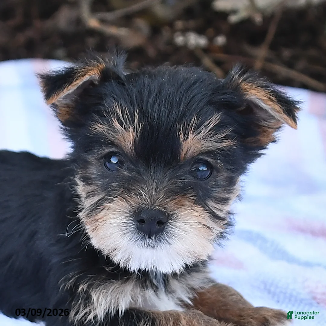 Yorkshire Terrier dogs for sale: Max - Ad 2
