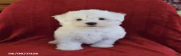 Maltese dogs for sale: Lamar - Ad 5