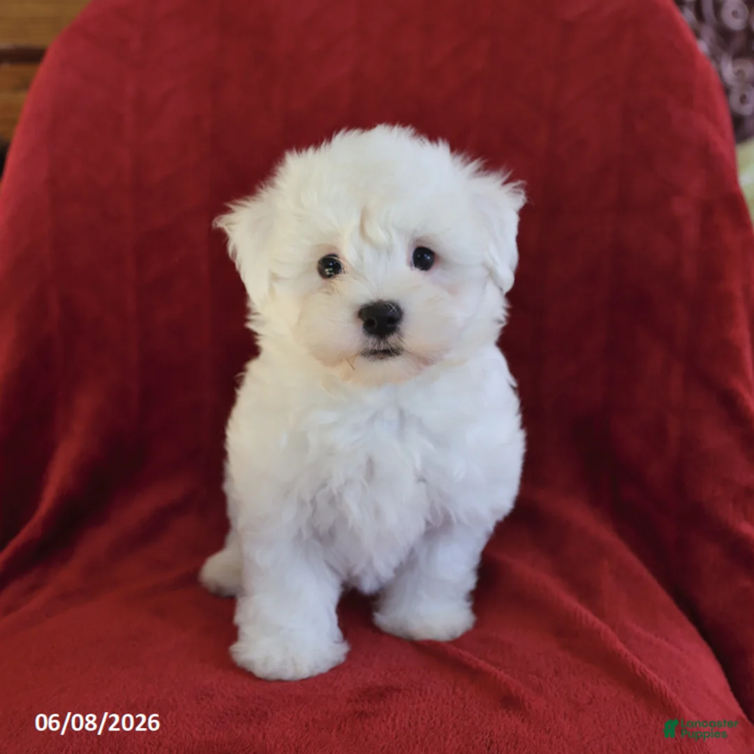 Maltese dogs for sale: Lamar - Ad 5