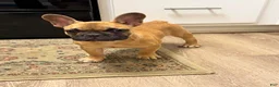 French Bulldog dogs for sale: Teddy - Ad 3