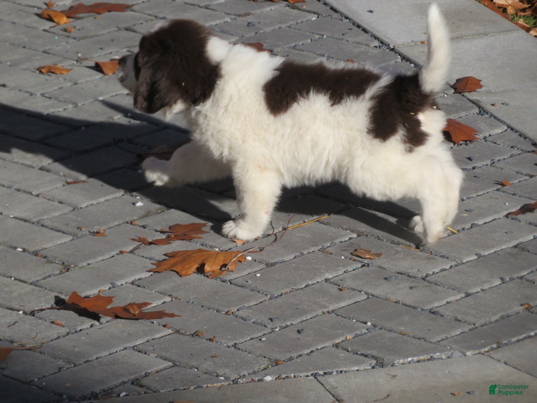Newfoundland dogs for sale: Monty - Ad 12