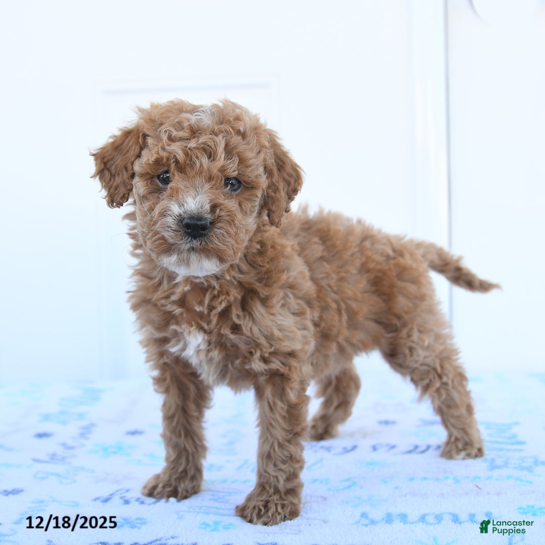 Miniature Poodle dogs for sale: Birdie - Ad 2