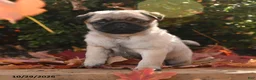 Pug dogs for sale: Dumpling - Ad 1