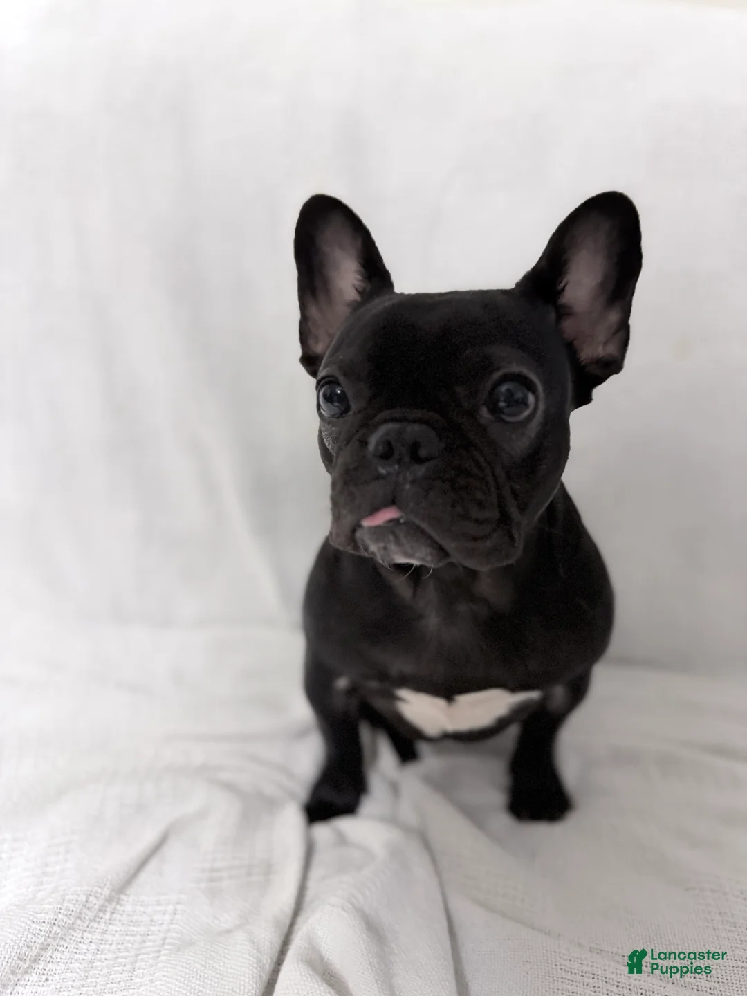 French Bulldog dogs for sale: Coco Cleo channel  - Ad 5