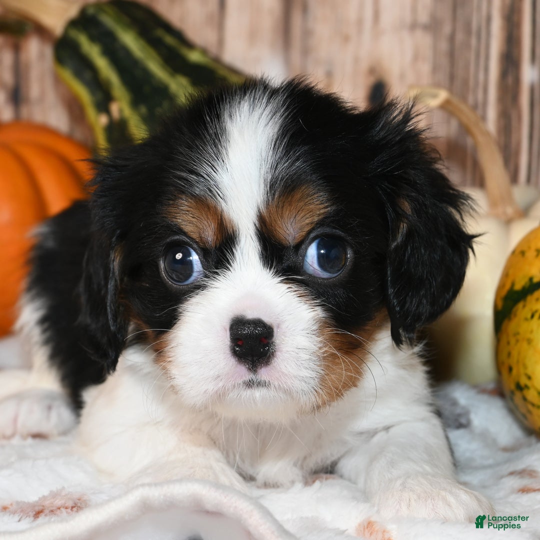Cavalier King Charles Spaniel dogs for sale: Comet - Ad 5
