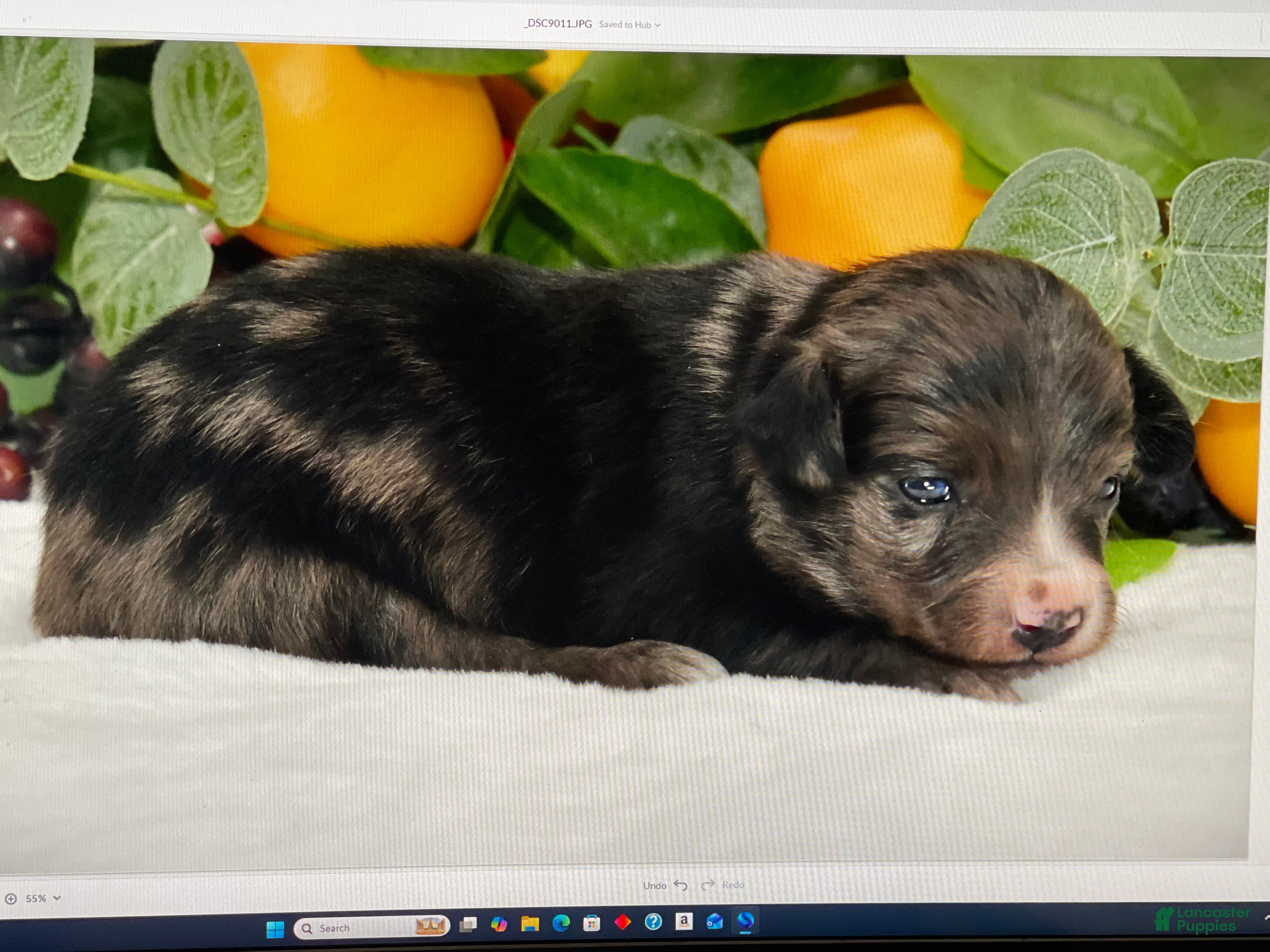 Australian Shepherd dogs for sale: Slate - Ad 2