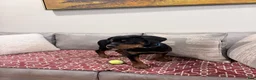 Rottweiler dogs for sale: Blue collar, girl - Ad 10