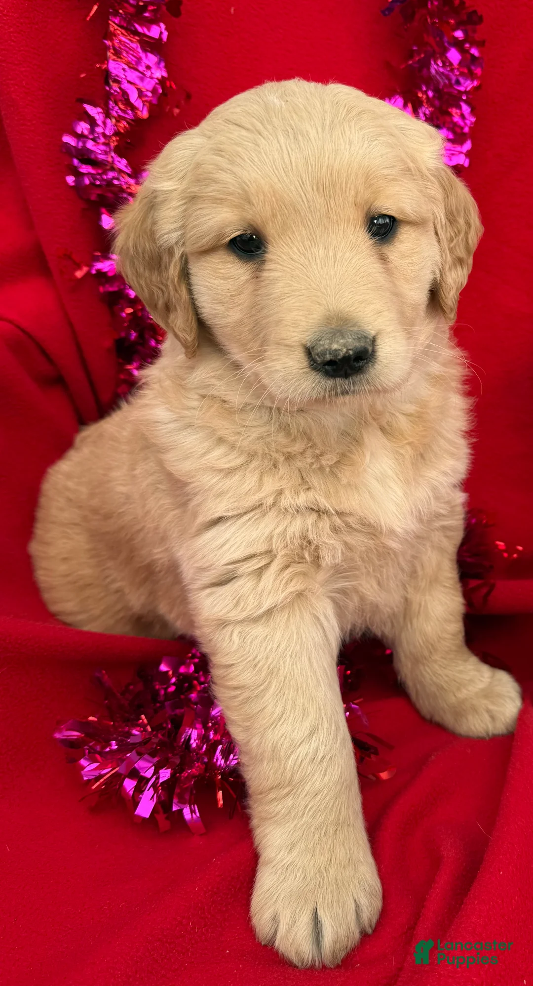 Golden Retriever dogs for sale: Daisy - Ad 2