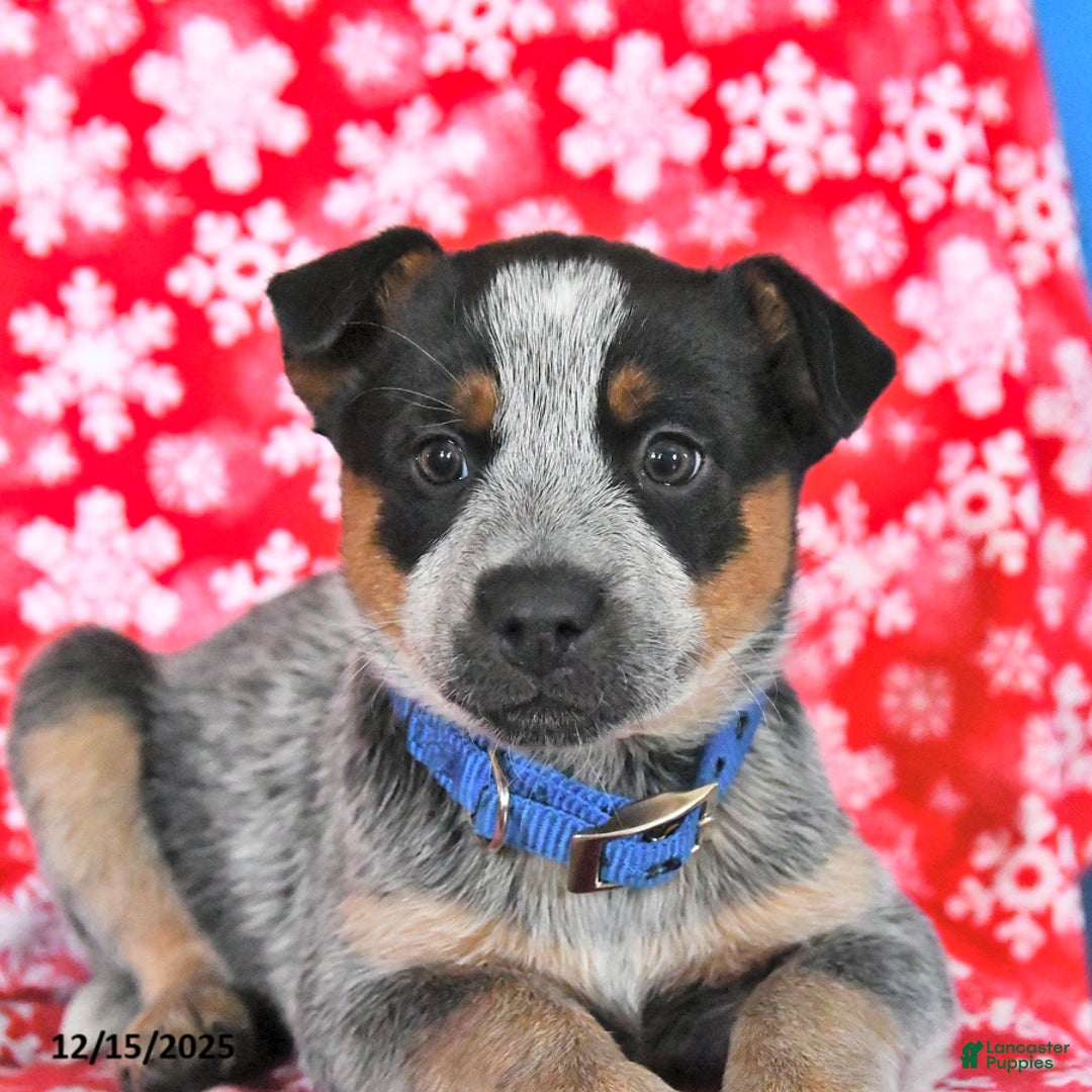 Australian Cattle Dog dogs for sale: Jinx - Ad 3
