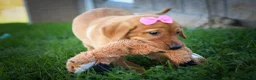Labrador Retriever dogs for sale: NICKI - Ad 3