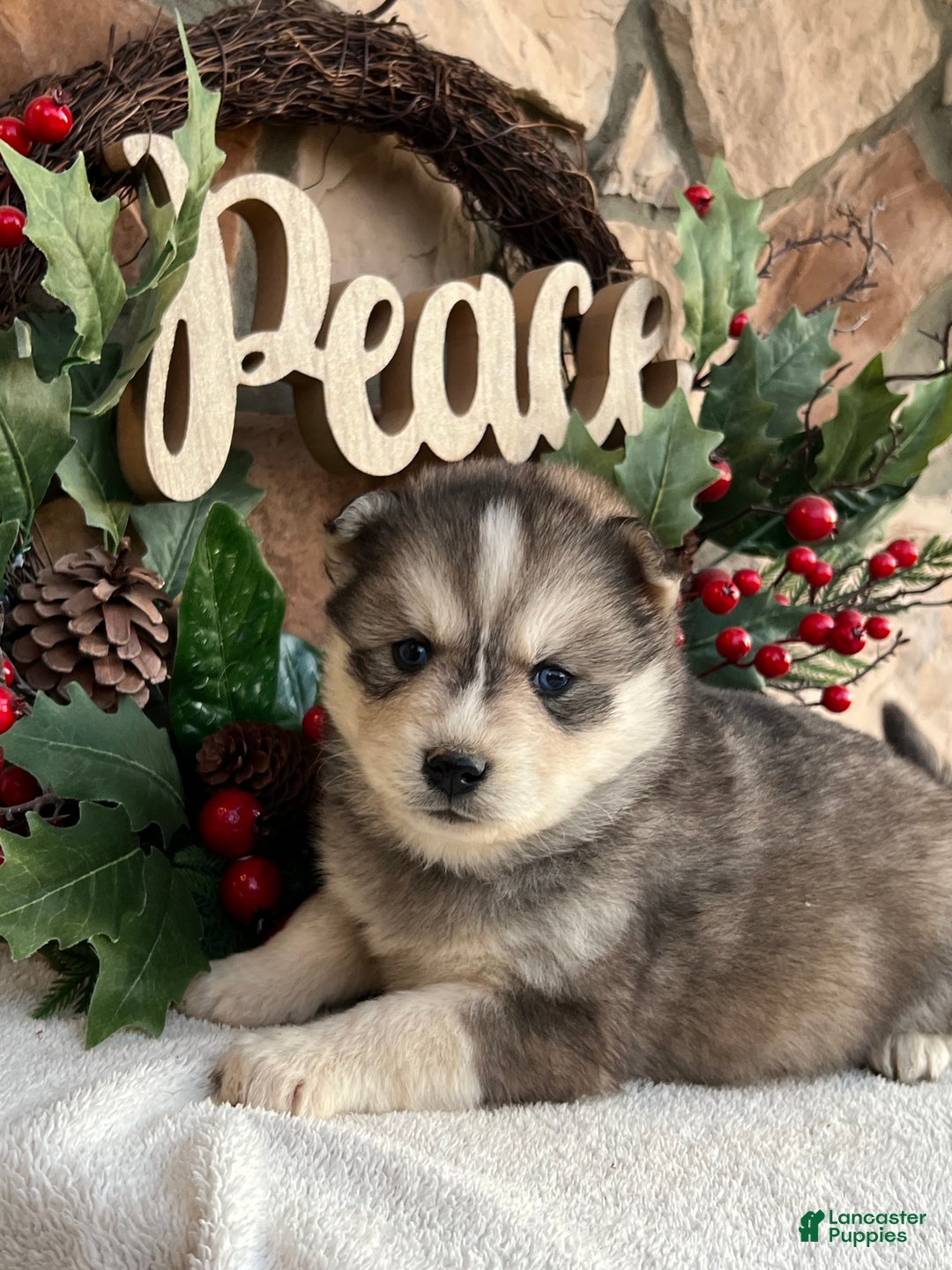 Pomsky dogs for sale: Holly - Ad 2