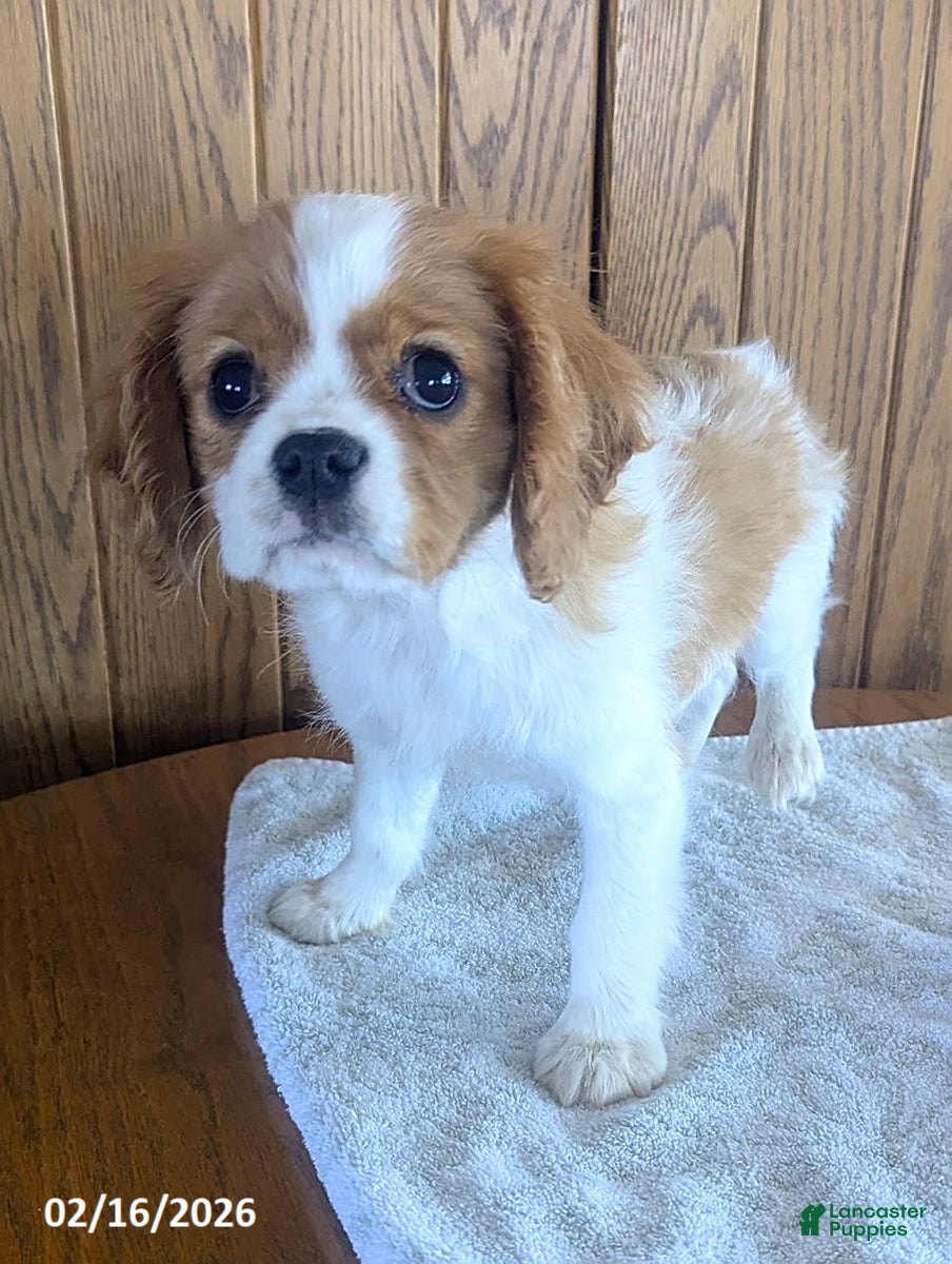 Cavalier King Charles Spaniel dogs Toby - Ad 2