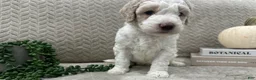 Goldendoodle dogs for sale: Ash 🖤 - Ad 15
