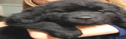 Newfoundland dogs for sale: Sadie - Ad 3