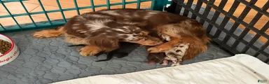 AKC Russian choc dapple super Bright
