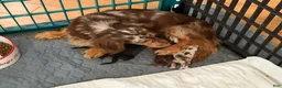 Miniature Dachshund dogs for sale: AKC Russian choc dapple super Bright - Ad 1