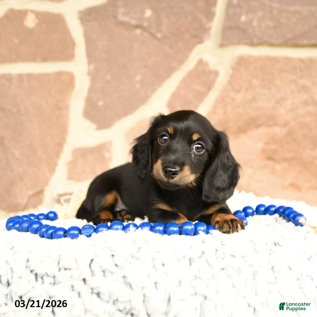 Miniature Dachshund dogs for sale: Dixie - Ad 3