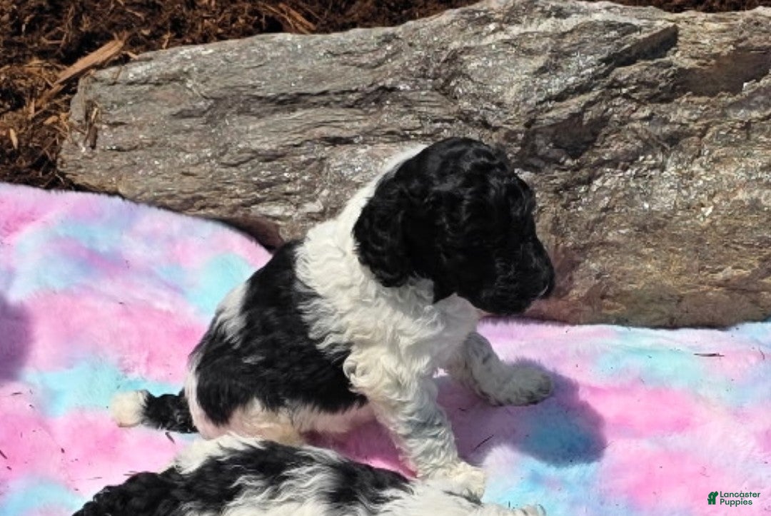 Standard Poodle dogs Standard Poodle 6 - Ad 30