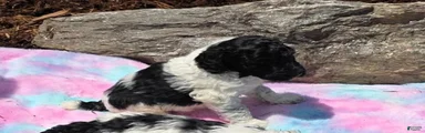 Standard Poodle 6