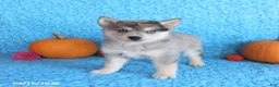 Pomsky dogs for sale: Tucker - Ad 3