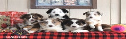 Australian Shepherd dogs for sale: Rudolph - Ad 3