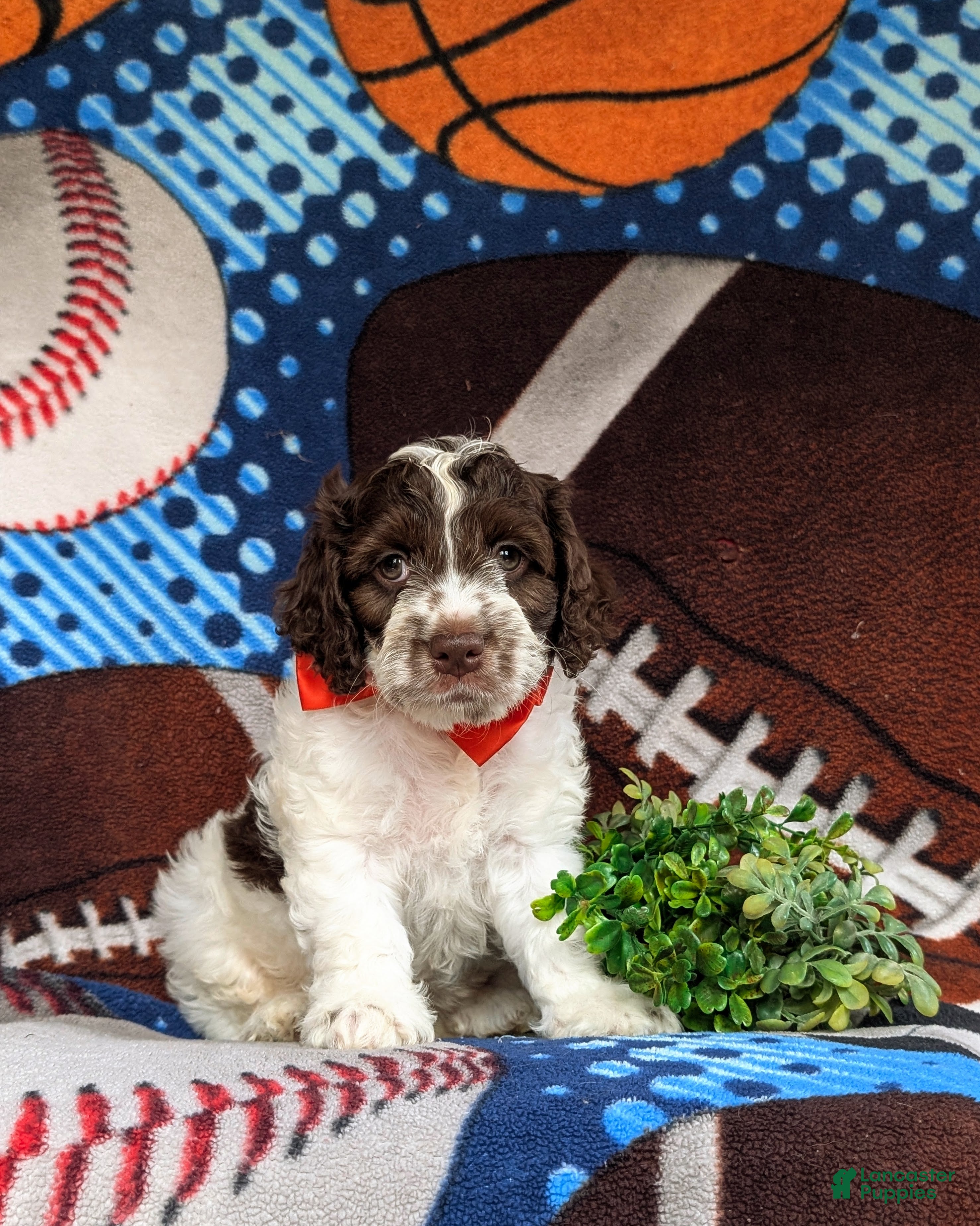 Cockapoo dogs Rover - Ad 1