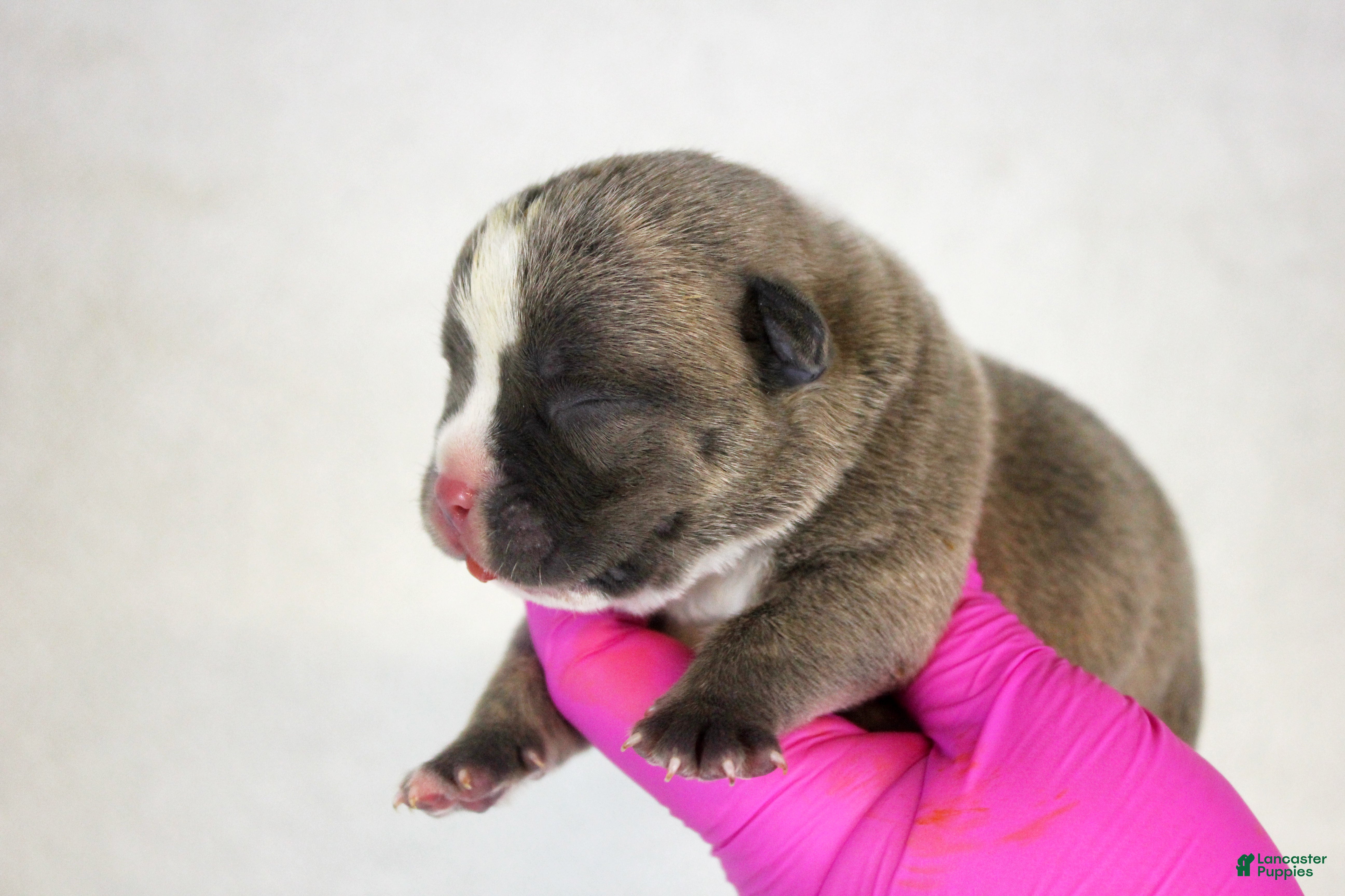 American Bully dogs Blue Brindle Male - Ad 2
