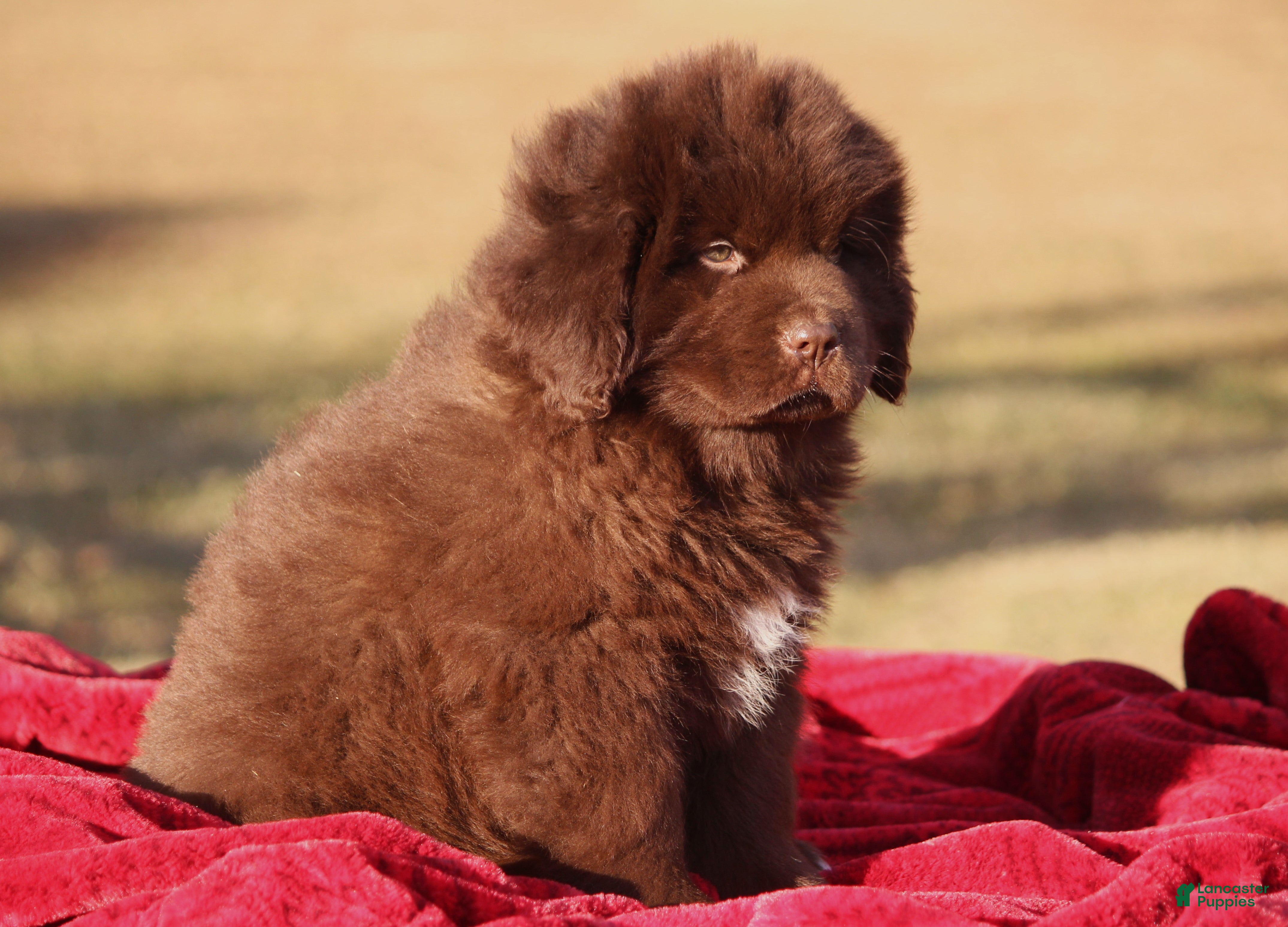 Newfoundland dogs Paisley - Ad 3