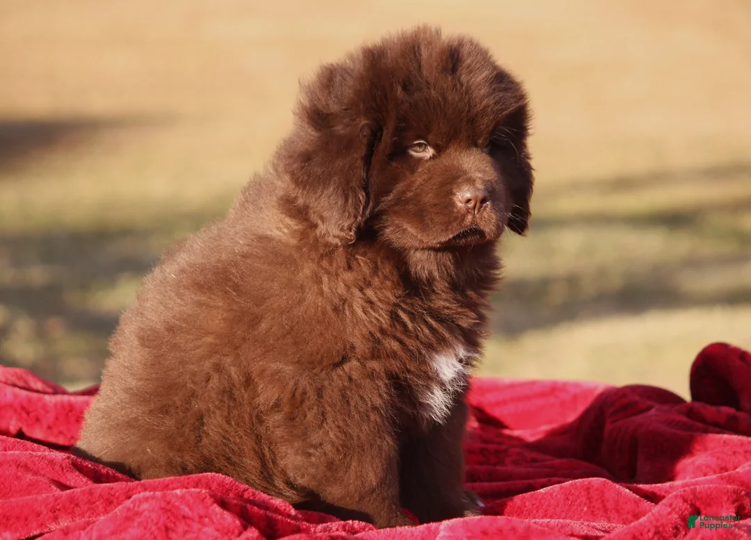 Newfoundland dogs for sale: Paisley-pending - Ad 11