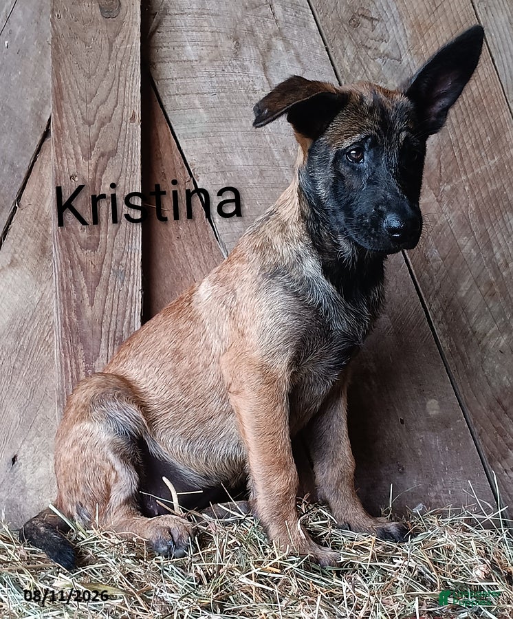Belgian Malinois dogs Kristina - Ad 1