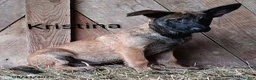 Belgian Malinois dogs for sale: Kristina - Ad 1