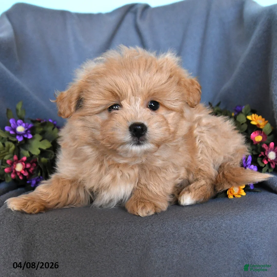 Pomapoo dogs for sale: Sandy - Ad 3