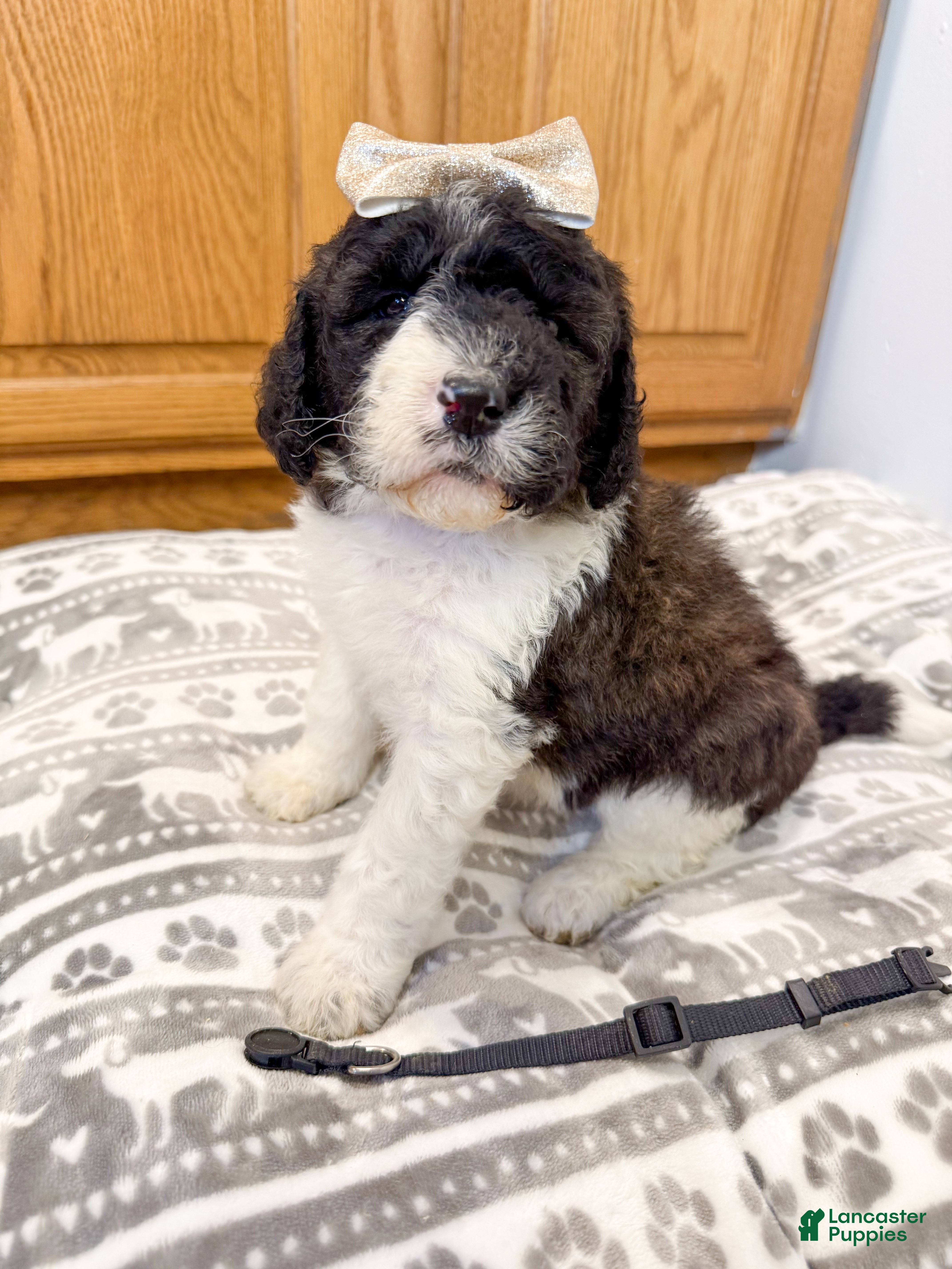 Saint Berdoodles dogs Georgia - Ad 2