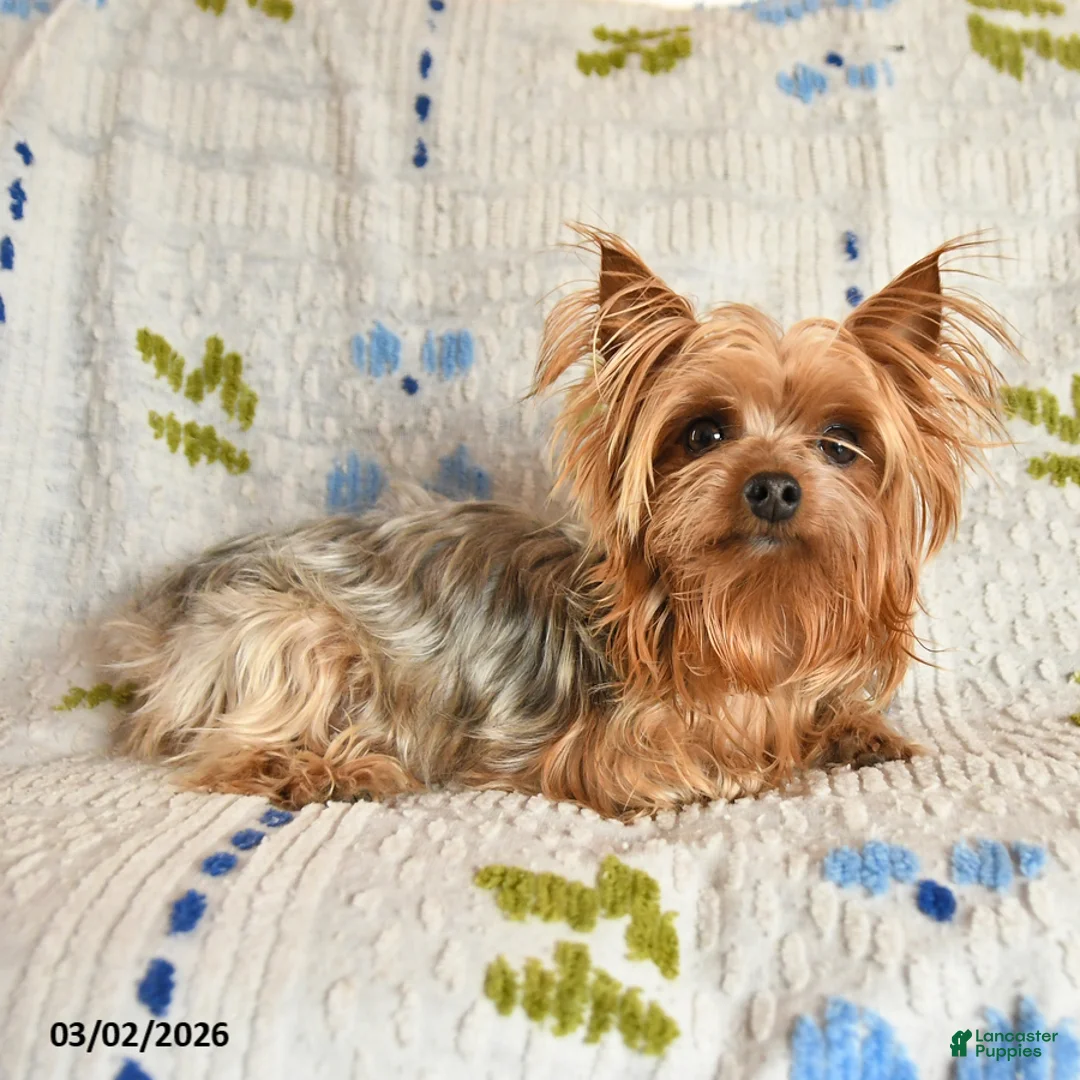 Yorkshire Terrier dogs for sale: Jazzie - Ad 6