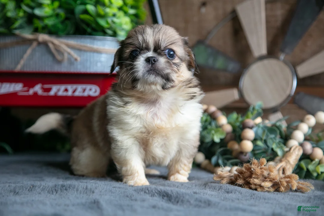 Pekingese dogs for sale: Sheila - Ad 2