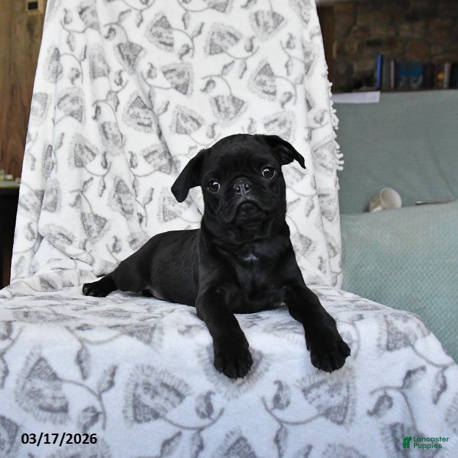 Pug dogs Rocky - Ad 2