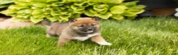 Shiba Inu dogs for sale: Jody  - Ad 5